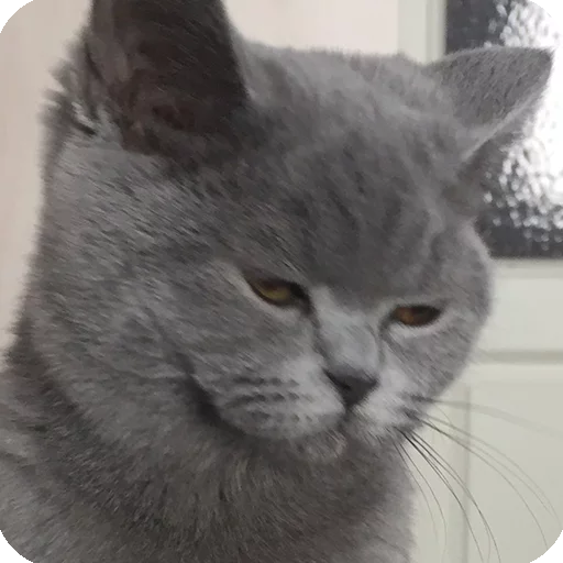 😐 Стикер «Animals?» для Telegram