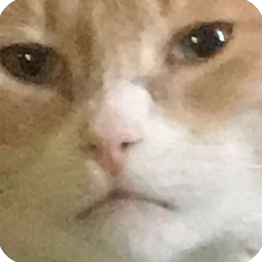 😐 Стикер «Animals?» для Telegram