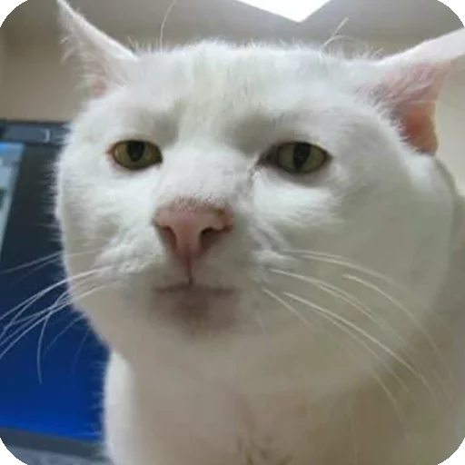😐 Стикер «Animals?» для Telegram
