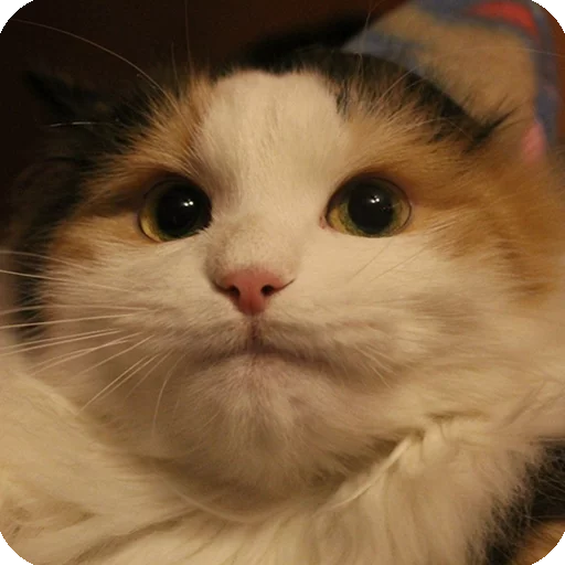 😐 Стикер «Animals?» для Telegram