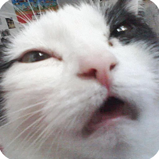 😿 Стикер «Animals?» для Telegram