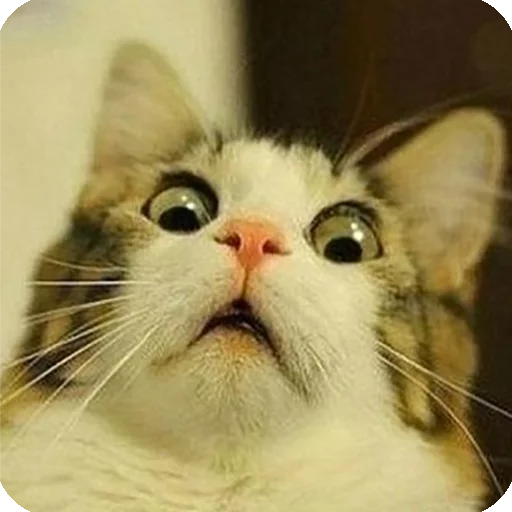 😨 Стикер «Animals?» для Telegram