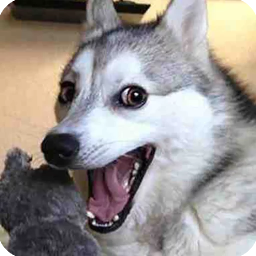 😃 Стикер «Animals?» для Telegram
