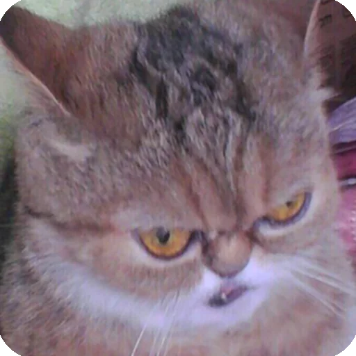 😤 Стикер «Animals?» для Telegram