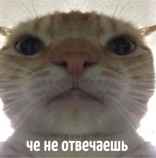 🗿 Стикер «шошобля» для Telegram