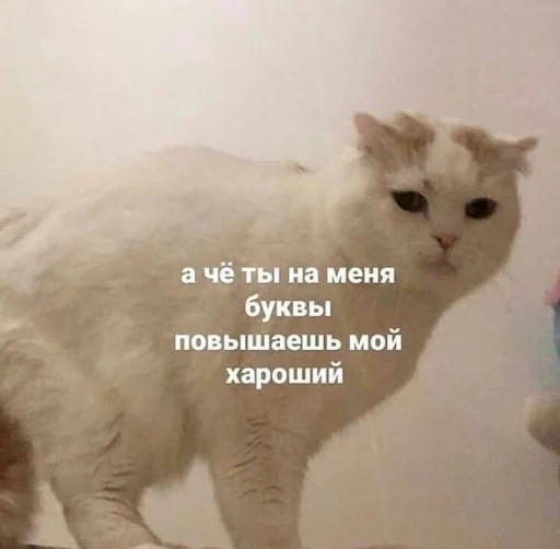 🥺 Стикер «шошобля» для Telegram