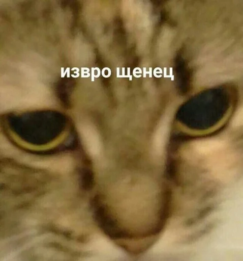 😂 Стикер «шошобля» для Telegram