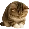 🥺 Эмодзи «Шотландский кот» для Telegram