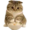 🍛 Эмодзи «Шотландский кот» для Telegram