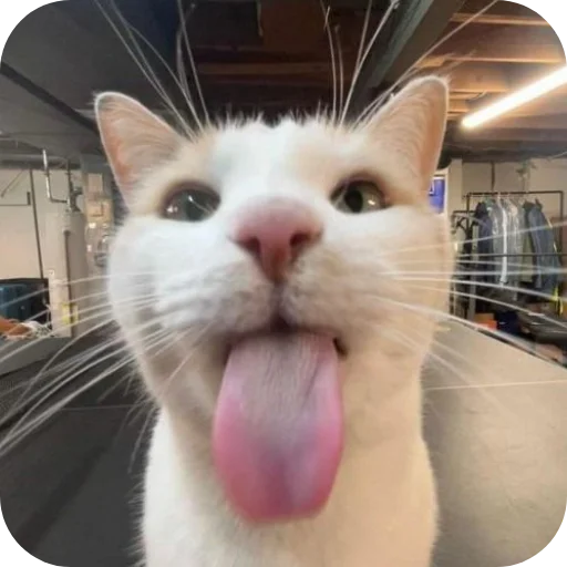 🐱 Стикер «Стикеры Шпека» для Telegram