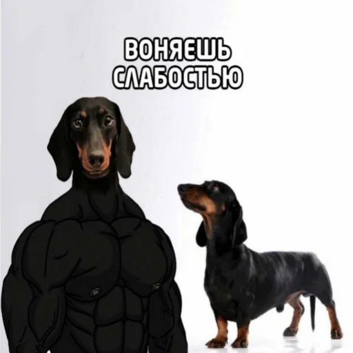 🐶 Стикер «Стикеры Шпека» для Telegram