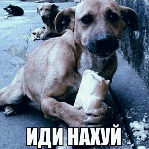 🍞 Стикер «Стикеры Шпека» для Telegram