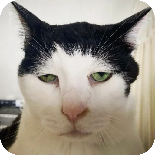 😑 Стикер «Стикеры Шпека» для Telegram