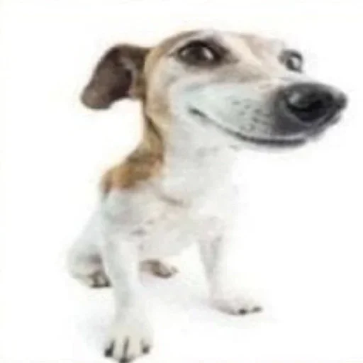 🐶 Стикер «Стикеры Шпека» для Telegram