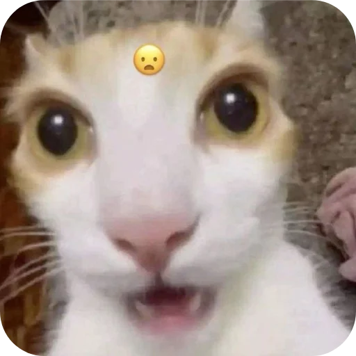 😦 Стикер «Стикеры Шпека» для Telegram