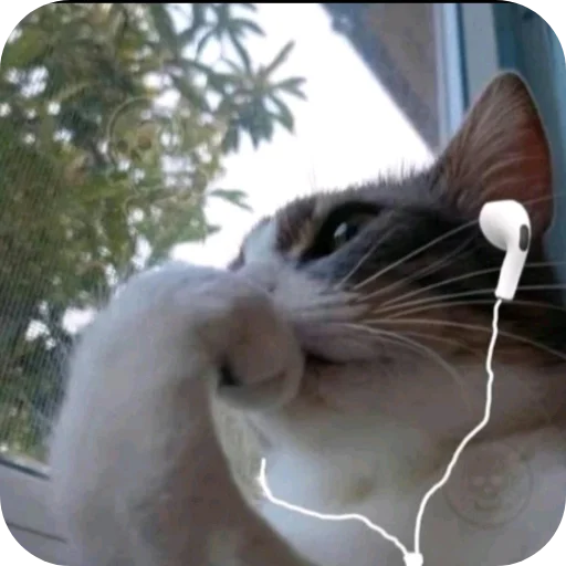 🐱 Стикер «Стикеры Шпека» для Telegram