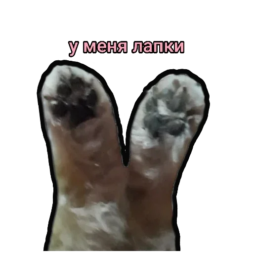 🐾 Стикер «Шпиц Енот» для Telegram