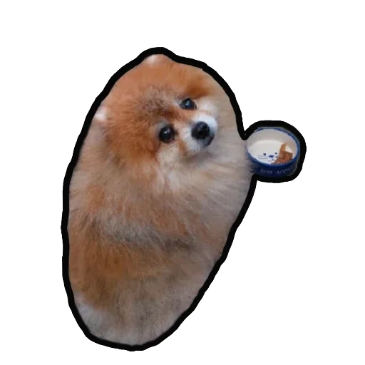 🥺 Стикер «Шпиц Енот» для Telegram