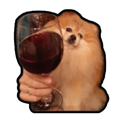🍷 Стикер «Шпиц Енот» для Telegram