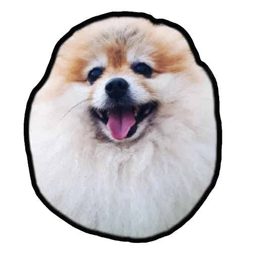 😃 Стикер «Шпиц Енот» для Telegram