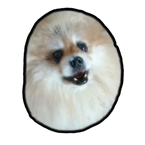 ☺️ Стикер «Шпиц Енот» для Telegram