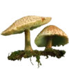 Стикер 30 Shroomsnfrens