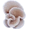 Стикер 61 Shroomsnfrens