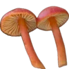 Стикер 23 Shroomsnfrens