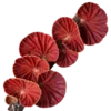 Стикер 60 Shroomsnfrens
