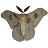 Стикер 33 Shroomsnfrens