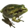 Стикер 49 Shroomsnfrens