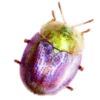 Стикер 29 Shroomsnfrens