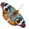 Стикер 2 Shroomsnfrens