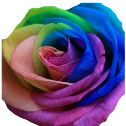 🌹 Стикер «فواصل ويزيدنا القرآن خشوعا2» для Telegram
