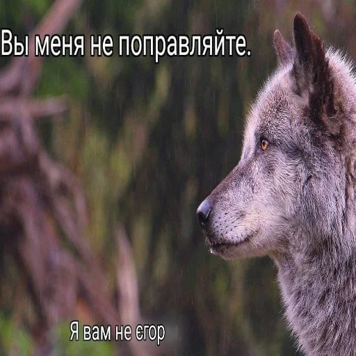 🐺 Стикер «Стікер пак Штабу Візира» для Telegram
