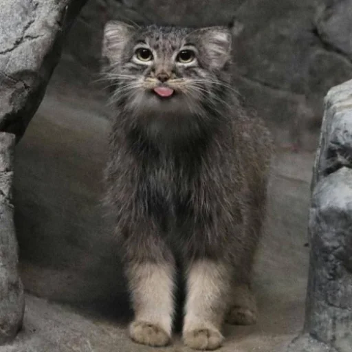 🐱 Стикер «Стікер пак Штабу Візира» для Telegram