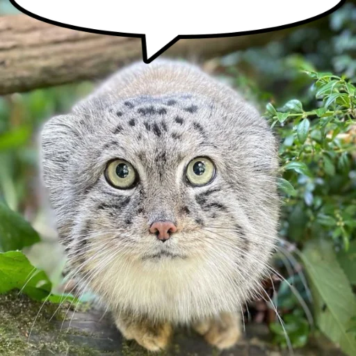 🐱 Стикер «Стікер пак Штабу Візира» для Telegram