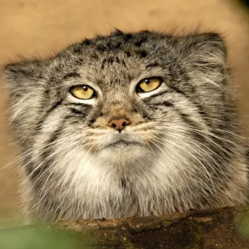 🐱 Стикер «Стікер пак Штабу Візира» для Telegram