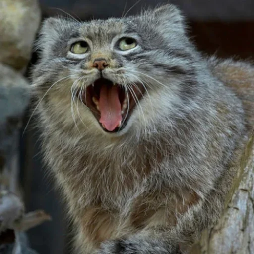 🐱 Стикер «Стікер пак Штабу Візира» для Telegram