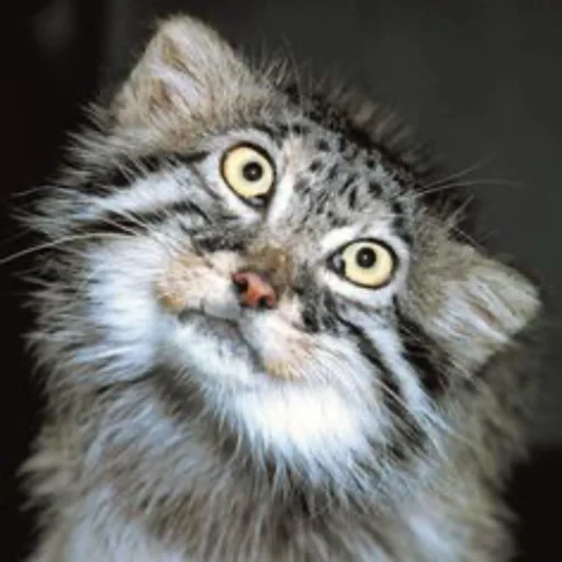 🐱 Стикер «Стікер пак Штабу Візира» для Telegram