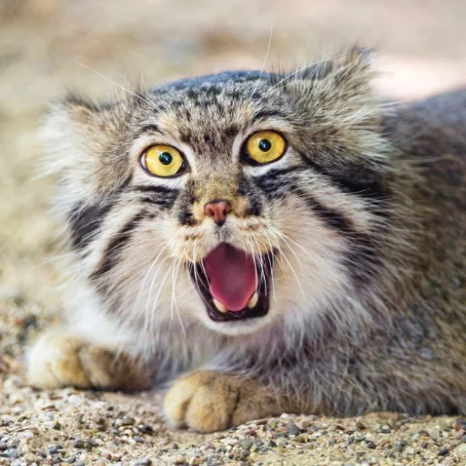 🐱 Стикер «Стікер пак Штабу Візира» для Telegram