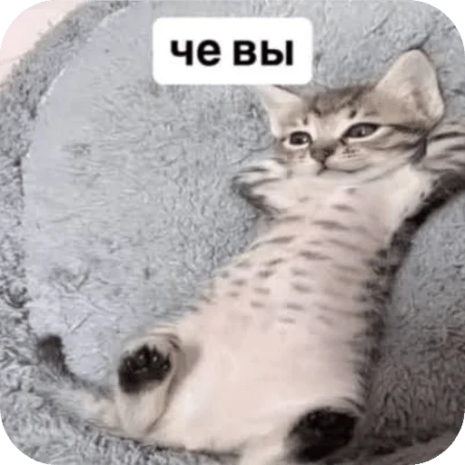 🌟 Стикер «Штикерымаи» для Telegram
