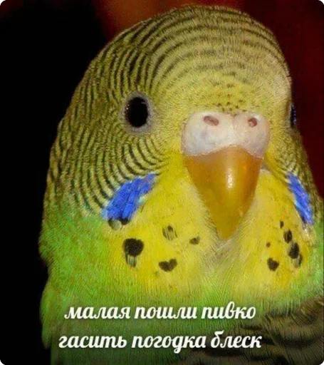 🤬 Стикер «Шучу как хочу» для Telegram