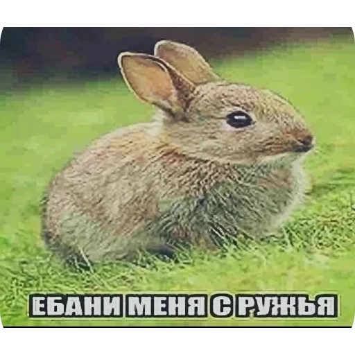 👍 Стикер «shuncrybaby» для Telegram