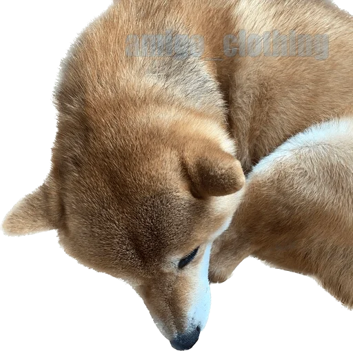😔 Стикер «Siba deni» для Telegram