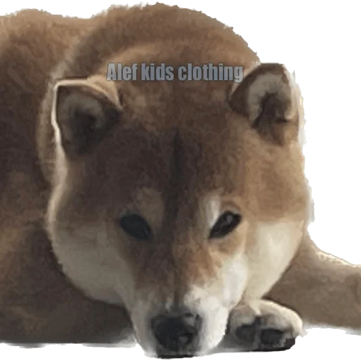 🤨 Стикер «Siba inu fokuden» для Telegram