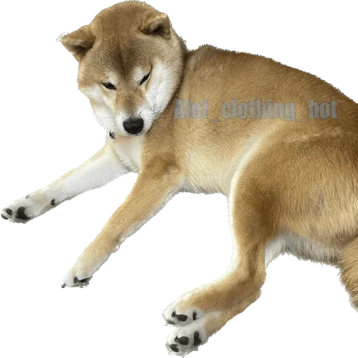 😼 Стикер «Siba inu fokuden» для Telegram