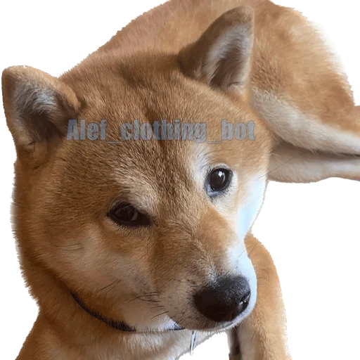 😎 Стикер «Siba inu fokuden» для Telegram