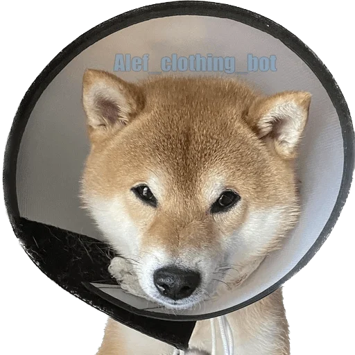 🤕 Стикер «Siba inu fokuden» для Telegram