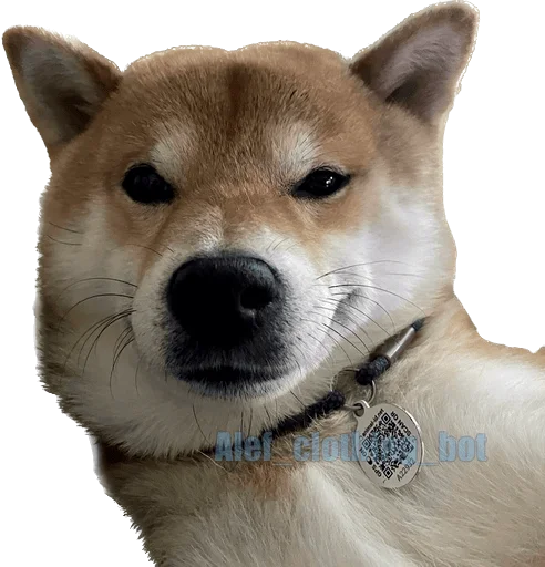 🤓 Стикер «Siba inu fokuden» для Telegram